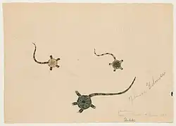 drawing of three ophioderma