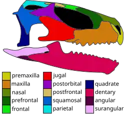 Skull of the basal eusphenodontian Opisthiamimus