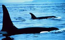 Male and female orcas have differently shaped dorsal fins, indicative of their sex.