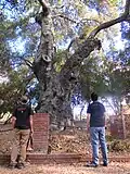 A 700+ year old tree at Orcutt Ranch.