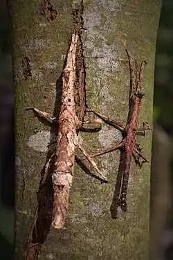 Pair of a not finally determined species, called Orestes cf. konchurangensis 'Kong Plong'