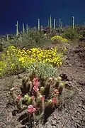 Hedgehog cactus and brittlebush in bloom at the national monument