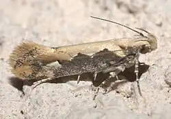 Ornativalva erubescens, Twirler Moths.