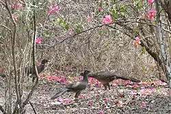 Plain chachalaca (Ortalis vetula), Municipality of Montemorelos, Nuevo León (9 April 2009).