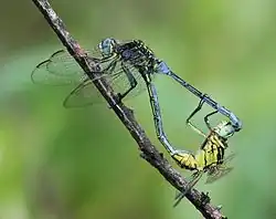 mating pair