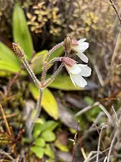 Inflorescence with pairs of flowers in each node, and non-glandular hairs