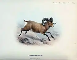 Drawing of brown bovid