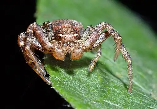 An image of the crab spider Ozyptila praticola