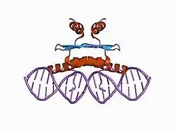 1c7u: Complex of the DNA binding core domain of the transcription factor MEF2A with a 20mer oligonucleotide