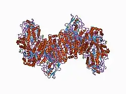1cx8: CRYTAL STRUCTURE OF THE ECTODOMAIN OF HUMAN TRANSFERRIN RECEPTOR