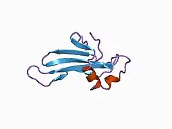 1cyv: SOLUTION NMR STRUCTURE OF RECOMBINANT HUMAN CYSTATIN A UNDER THE CONDITION OF PH 3.8 AND 310K