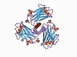 1czz: STRUCTURE OF TNF RECEPTOR ASSOCIATED FACTOR 2 IN COMPLEX WITH A 17-RESIDUE CD40 PEPTIDE