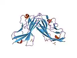 1f5w: DIMERIC STRUCTURE OF THE COXSACKIE VIRUS AND ADENOVIRUS RECEPTOR D1 DOMAIN