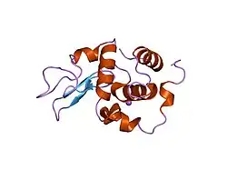 1gdw: CRYSTAL STRUCTURE OF MUTANT HUMAN LYSOZYME SUBSTITUTED AT LEFT-HANDED HELICAL POSITIONS