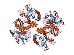 1hyn: CRYSTAL STRUCTURE OF THE CYTOPLASMIC DOMAIN OF HUMAN ERYTHROCYTE BAND-3 PROTEIN