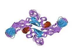 1kld: SOLUTION STRUCTURE OF TGF-B1, NMR, MODELS 18-33 OF 33 STRUCTURES