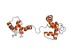 1la0: Solution Structure of Calcium Saturated Cardiac Troponin C in the Troponin C-Troponin I Complex