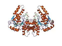 1m75: Crystal Structure of the N208S Mutant of L-3-Hydroxyacyl-COA Dehydrogenase in Complex with NAD and Acetoacetyl-COA