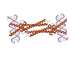 1nkp: Crystal structure of Myc-Max recognizing DNA