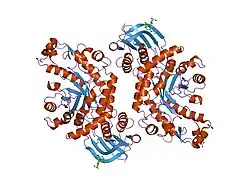1nou: Native human lysosomal beta-hexosaminidase isoform B