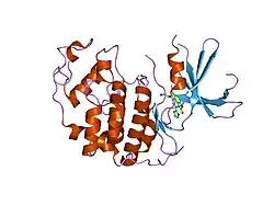 1p2a: The structure of cyclin dependent kinase 2 (CKD2) with a trisubstituted naphthostyril inhibitor