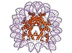 1p3l: Crystallographic Studies of Nucleosome Core Particles containing Histone 'Sin' Mutants