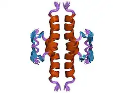 1pet: NMR SOLUTION STRUCTURE OF THE TETRAMERIC MINIMUM TRANSFORMING DOMAIN OF P53
