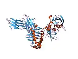 1pyw: Human class II MHC protein HLA-DR1 bound to a designed peptide related to influenza virus hemagglutinin, FVKQNA(MAA)AL, in complex with staphylococcal enterotoxin C3 variant 3B2 (SEC3-3B2)