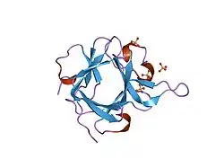1q1u: Crystal structure of human FHF1b (FGF12b)