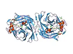1s1d: Structure and protein design of human apyrase