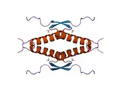 1sal: HIGH RESOLUTION SOLUTION NMR STRUCTURE OF THE OLIGOMERIZATION DOMAIN OF P53 BY MULTI-DIMENSIONAL NMR (SAD STRUCTURES)