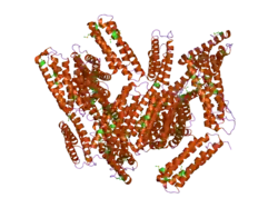 1tr2: Crystal structure of human full-length vinculin (residues 1-1066)