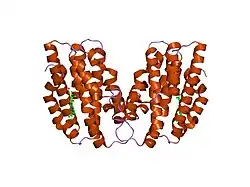 1xk2: NADPH- and Ascorbate-Supported Heme Oxygenase Reactions are Distinct. Regiospecificity of Heme Cleavage by the R183E Mutant