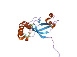 1xw4: Crystal Structure of Human Sulfiredoxin (Srx) in Complex with ADP