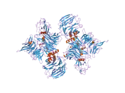 2b5l: Crystal Structure of DDB1 In Complex with Simian Virus 5 V Protein