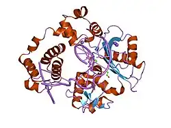 2bcq: DNA polymerase lambda in complex with a DNA duplex containing an unpaired Dtmp
