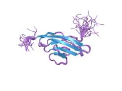 2dl9: Solution structure of the Ig-like domain of human Leucine-rich repeat-containing protein 4