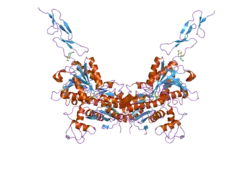 2e4v: Crystal structure of the extracellular region of the group II metabotropic glutamate receptor complexed with DCG-IV