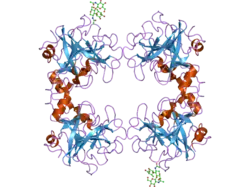2f9o: Crystal Structure of the Recombinant Human Alpha I Tryptase Mutant D216G