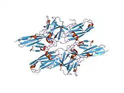 2fdb: Crystal Structure of Fibroblast growth factor (FGF)8b in complex with FGF Receptor (FGFR) 2c