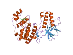 2fso: Mitogen activated protein kinase p38alpha (D176A) activating mutant
