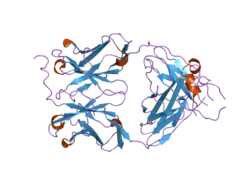 2h32: Crystal structure of the pre-B cell receptor