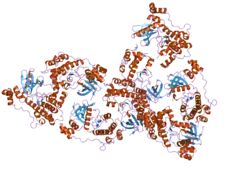 2hak: Catalytic and ubiquitin-associated domains of MARK1/PAR-1