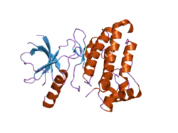 2hel: Crystal structure of a mutant EphA4 kinase domain (Y742A)