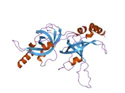 2i46: Crystal structure of human TPP1