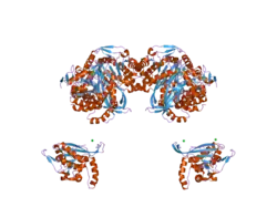 2ihw: Crystal structure of a cubic core of the dihydrolipoamide acyltransferase (E2b) component in the branched-chain alpha-ketoacid dehydrogenase complex (BCKDC), apo form