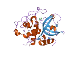 2ipp: Crystal Structure of the tetragonal form of human liver cathepsin B
