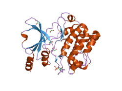 2j0i: CRYSTAL STRUCTURE OF THE HUMAN P21-ACTIVATED KINASE 4