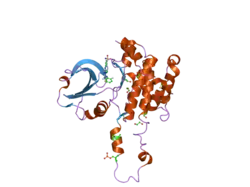 2jfl: CRYSTAL STRUCTURE OF HUMAN STE20-LIKE KINASE (DIPHOSPHORYLATED FORM) BOUND TO 5- AMINO-3-((4-(AMINOSULFONYL)PHENYL)AMINO)-N-(2,6- DIFLUOROPHENYL)-1H-1,2, 4-TRIAZOLE-1-CARBOTHIOAMIDE