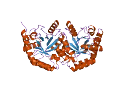 2jgy: THE CRYSTAL STRUCTURE OF HUMAN OROTIDINE-5'-DECARBOXYLASE DOMAIN OF HUMAN URIDINE MONOPHOSPHATE SYNTHETASE (UMPS)